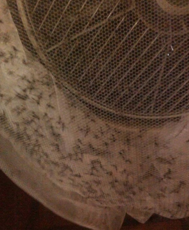 Bắt muỗi 4