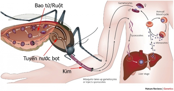 Muỗi gây bệnh sốt xuất huyết Dengue