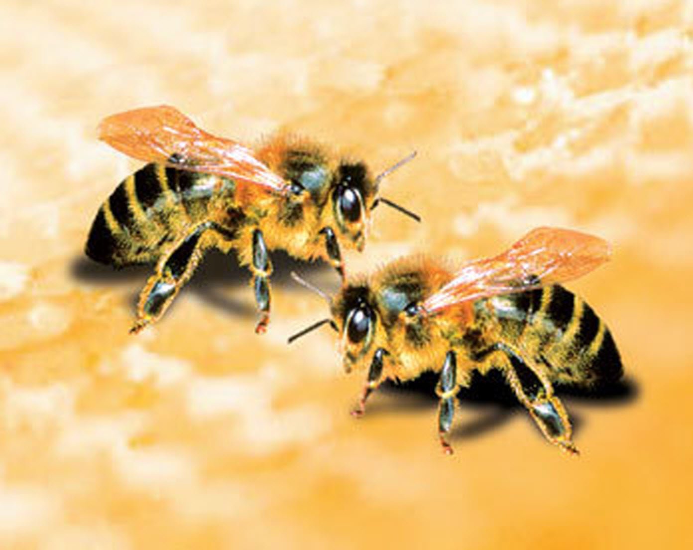 Phải làm gì khi bị ong đốt?