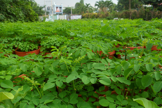 loai-rau-vi-thuoc-quet-sach-doc-to-chua-tao-bon-cuc-tot-cho-viet-rat-nhieu-gia-re