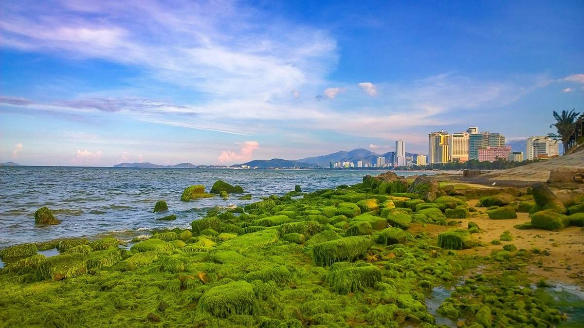 Bãi rêu Nha Trang tuyệt đẹp bên bờ biển Trần Phú (Ảnh: sưu tầm)