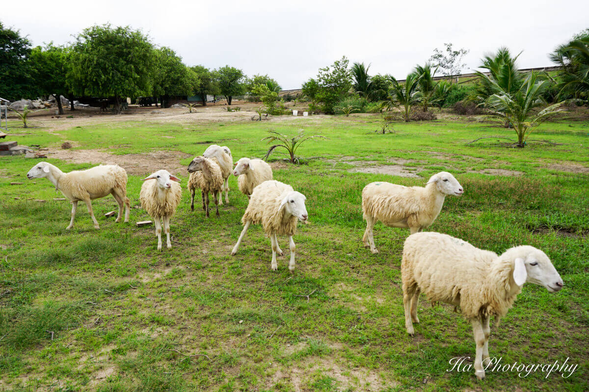 Đồng cừu An Hoà là một trong những nơi có số lượng cừu thả rông lớn nhất tỉnh Ninh Thuận