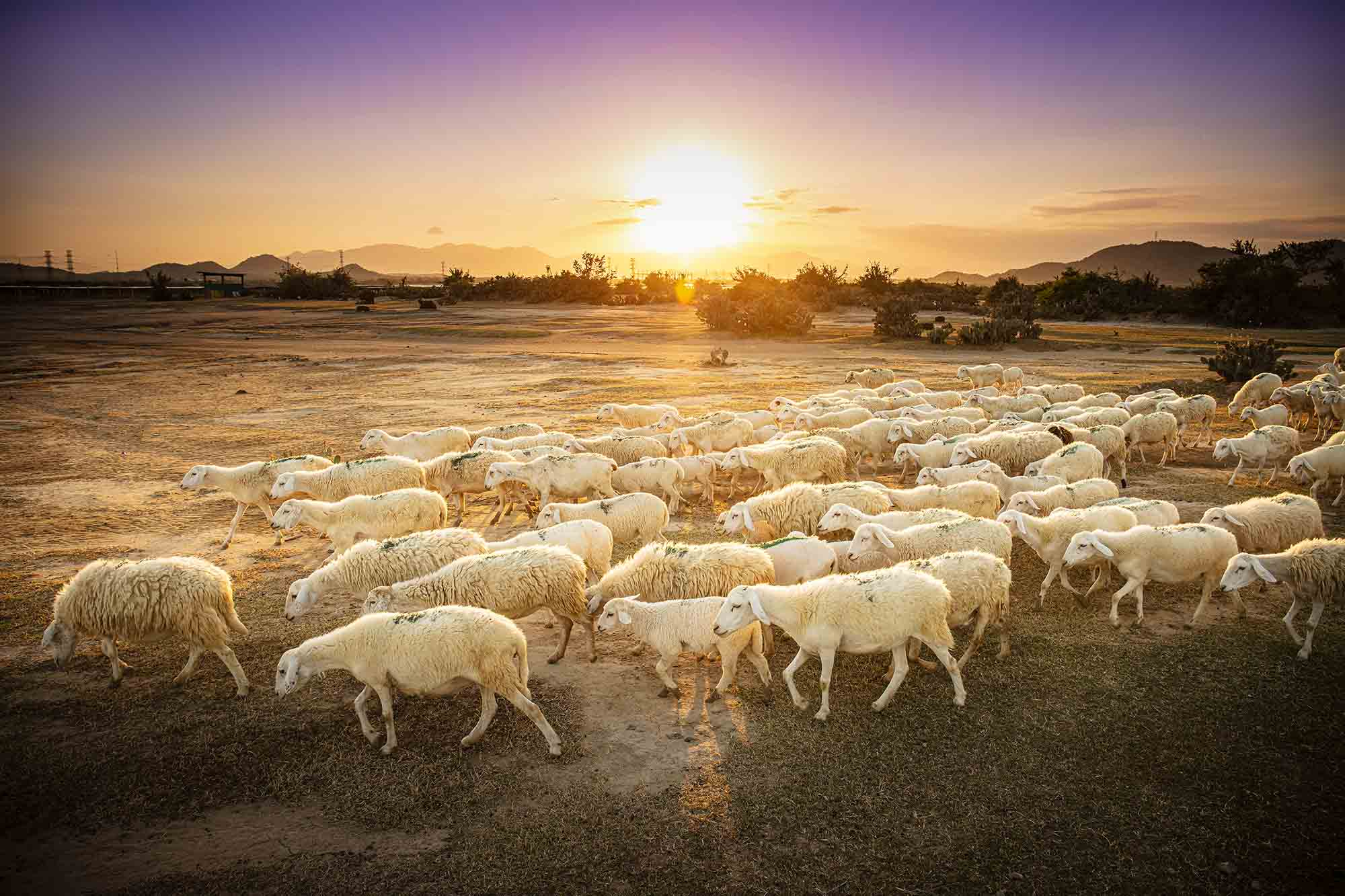 Đến ngay với đồng cừu An Hòa để hoà mình vào thiên nhiên bình dị