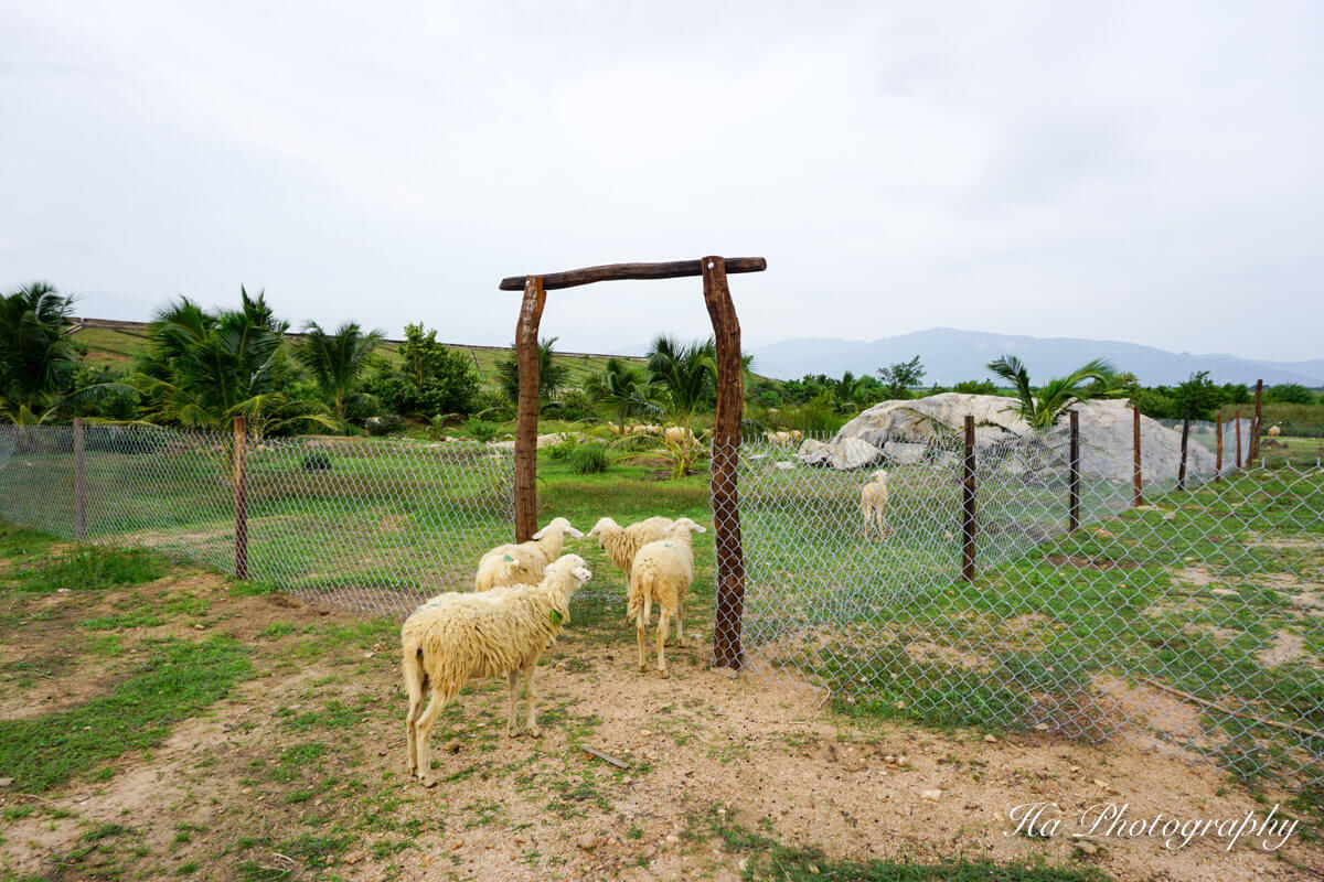 Tháng 4 đến tháng 8 là thời điểm tốt nhất để ghé thăm đồng cừu An Hoà