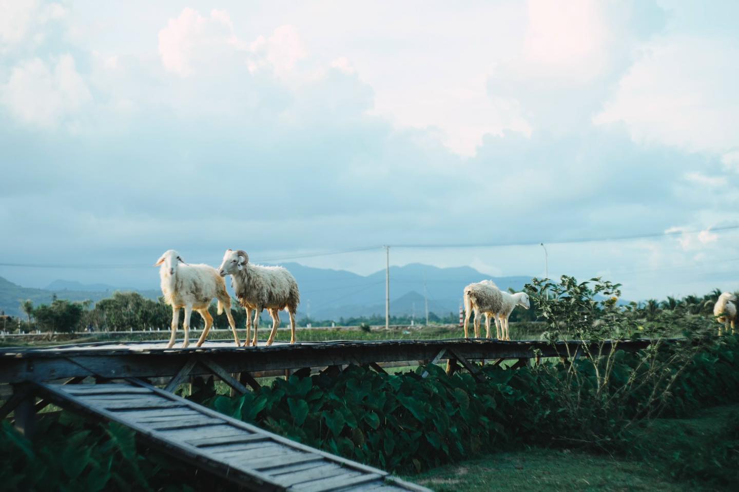 Đồng cừu được đầu tư với quy mô lớn và được điểm xuyết bởi những tiểu cảnh khá đẹp mắt