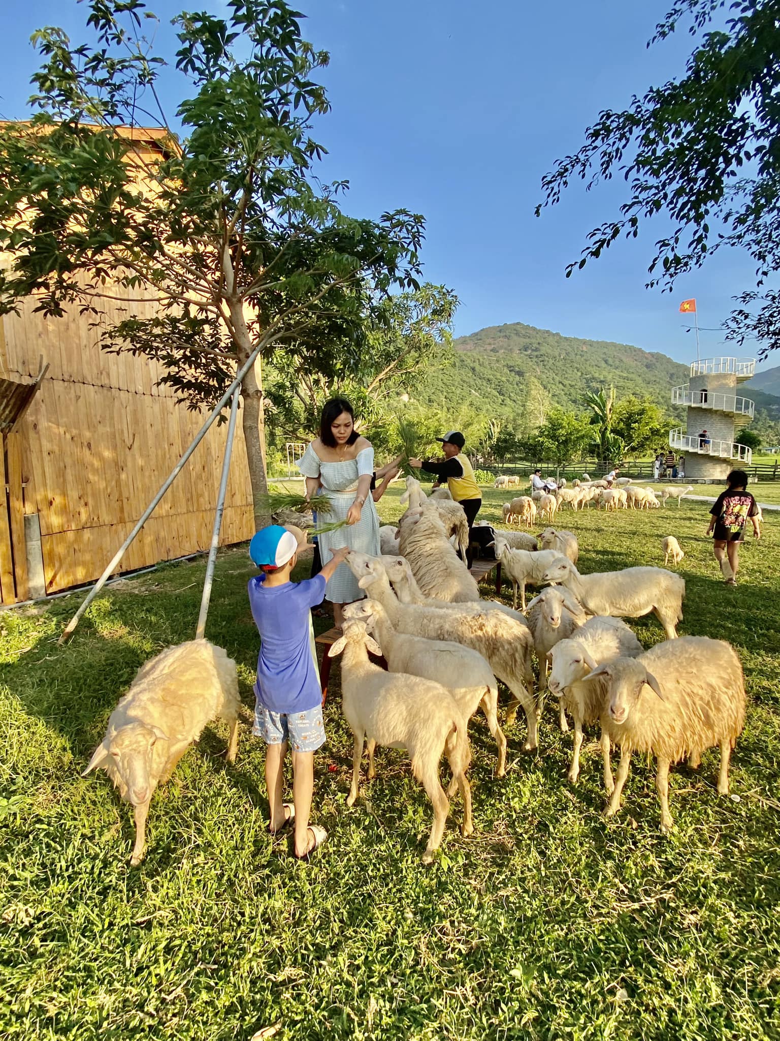 Hàng chục đến hàng trăm con cừu được chăm sóc rất kỹ lưỡng, chu đáo để phục vụ du khách chụp hình