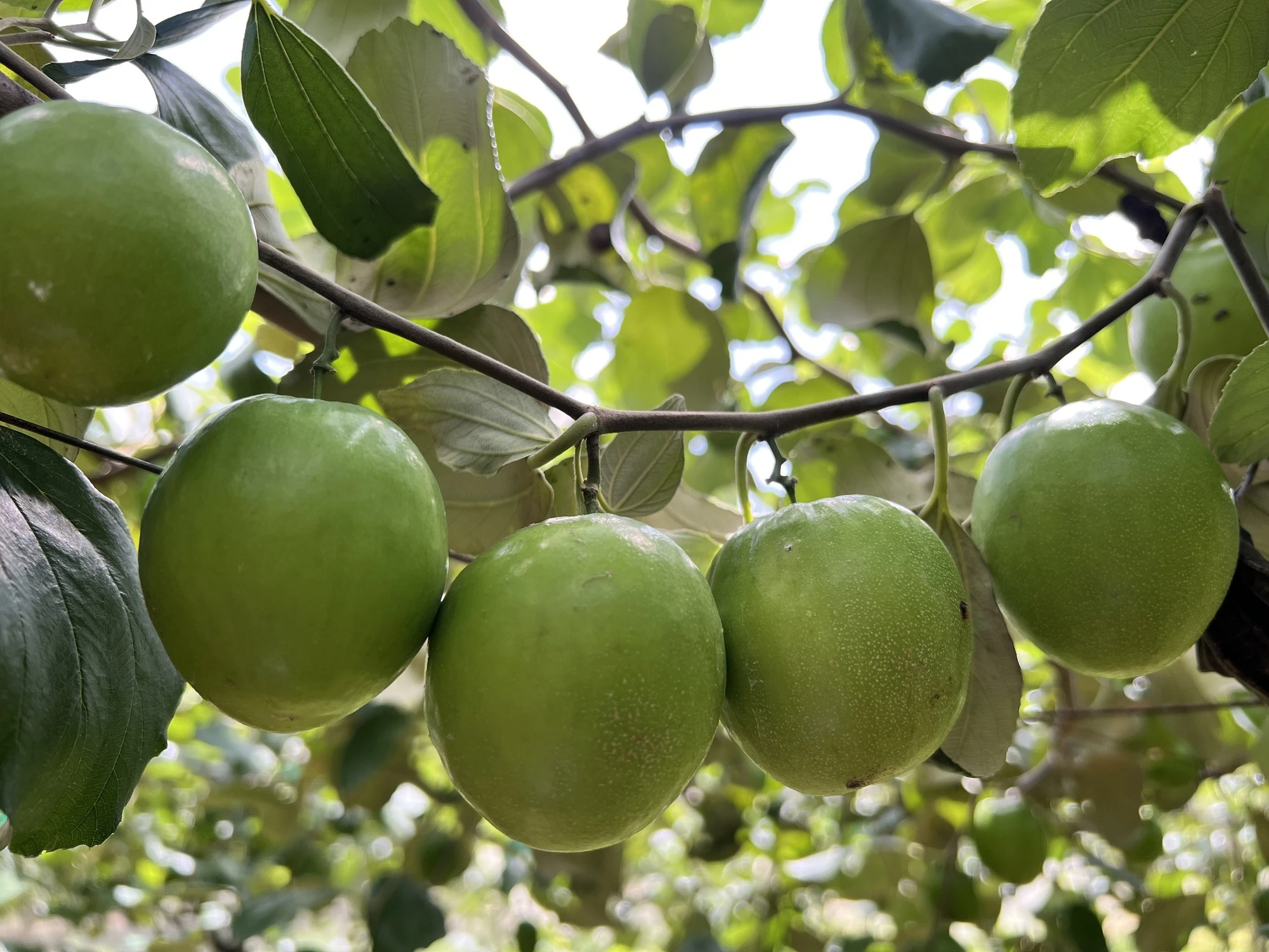 Ninh Thuận có điều kiện thời tiết thuận lợi để táo xanh phát triển