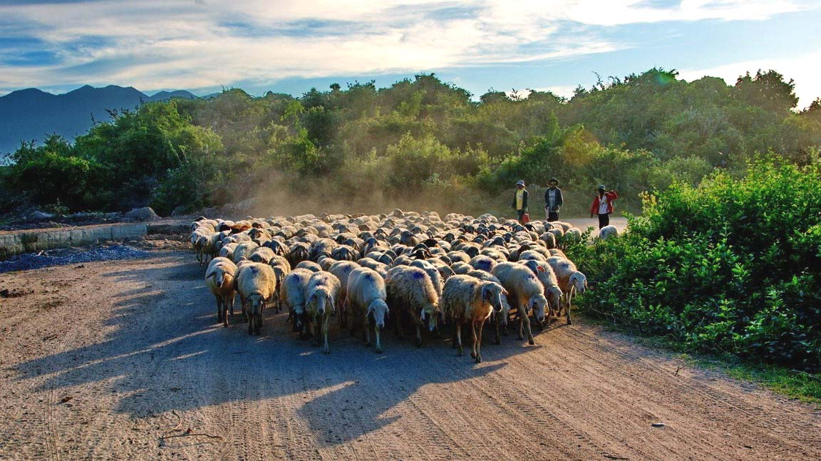 Đến đồng cừu An Hòa cũng là cơ hội để trải nghiệm và khám phá sâu hơn về nếp sống và phong tục của người du mục