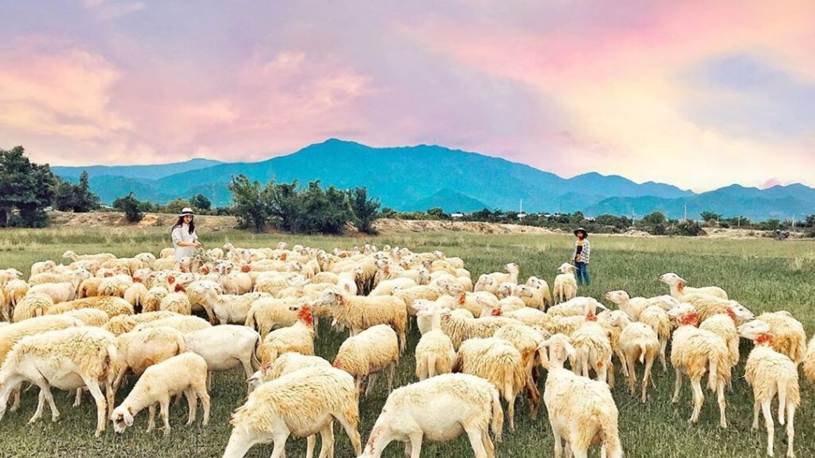 Đồng cừu An Hòa là một trong những đồng cừu nổi tiếng nhất của Ninh Thuận