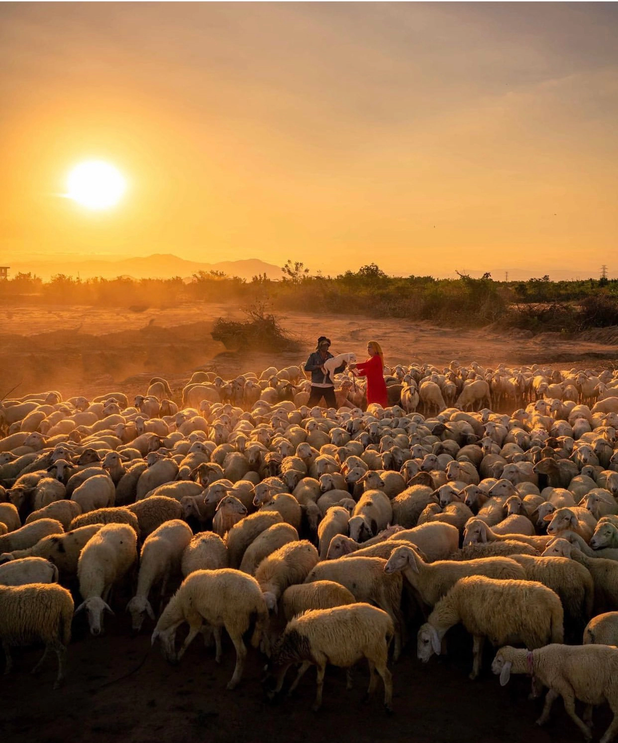 Bạn có thể đến các trang trại ở đồng cừu để chụp ảnh với cừu dễ dàng hơn