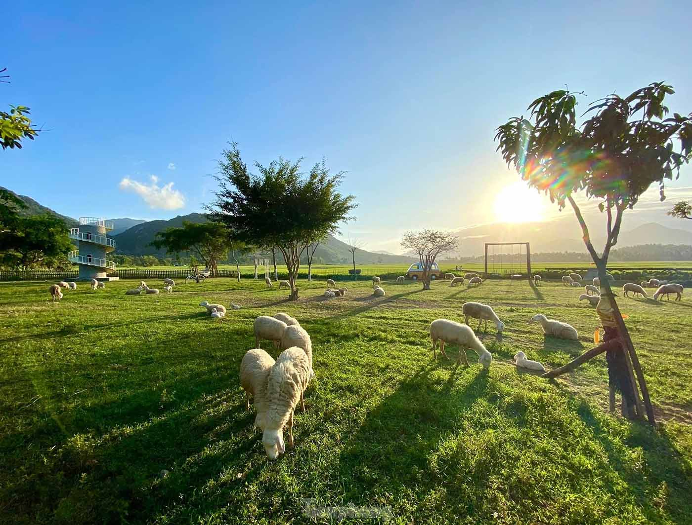 Số lượng cừu được nuôi tại đồng cừu Sơn Hải chỉ khoảng 50-70 con