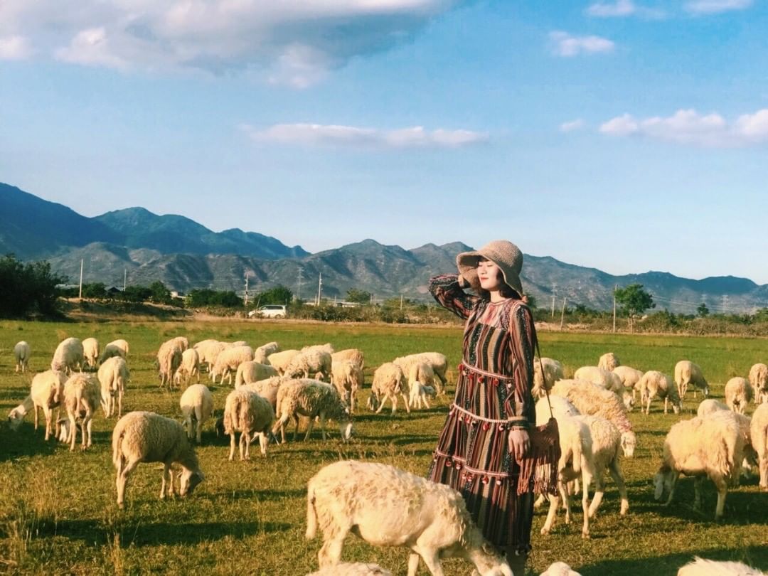 Đồng cừu Sơn Hải thuộc khu du lịch làng mông cổ Tanyoli rất nổi tiếng ở Ninh Thuận