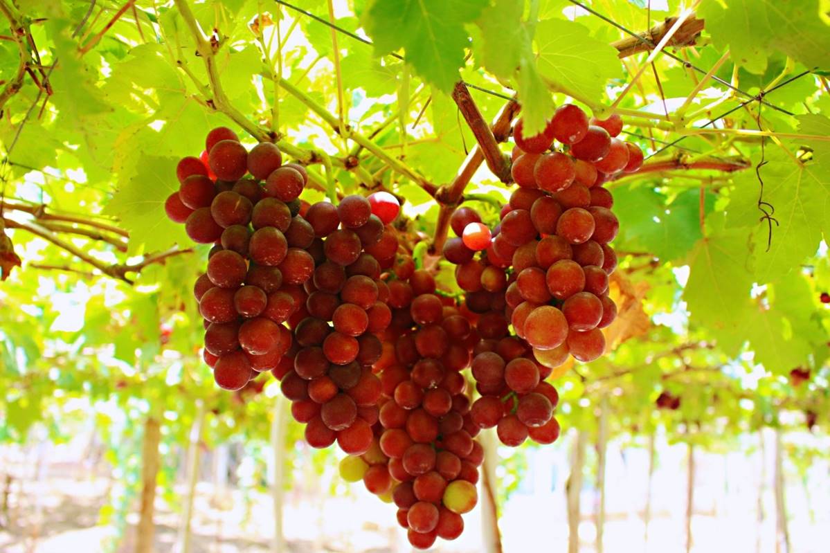 Rượu nho Ninh Thuận được ủ trong vại gỗ hoặc bình thuỷ tinh