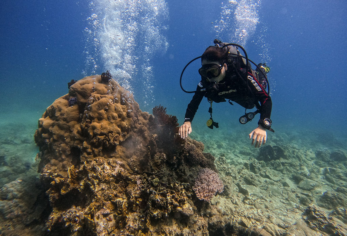 Lặn biển ở Đảo Khỉ rất thích hợp cho du khách chưa từng có kinh nghiệm