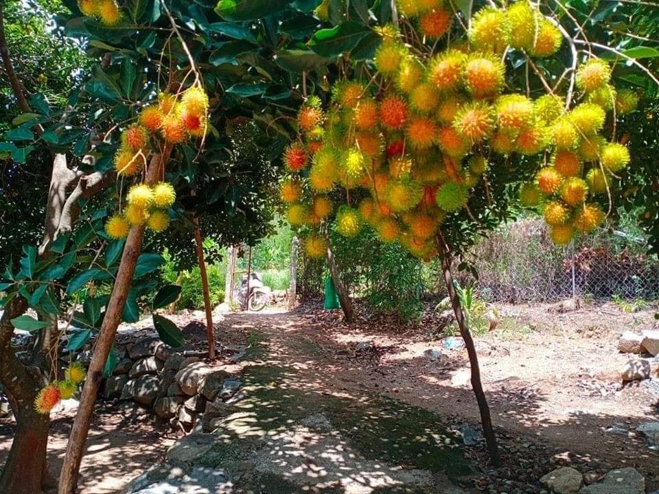 Ngắm nhìn những trái chôm chôm trĩu quả tại vườn trái cây Đăng Quang ( Nguồn: Sưu tầm)