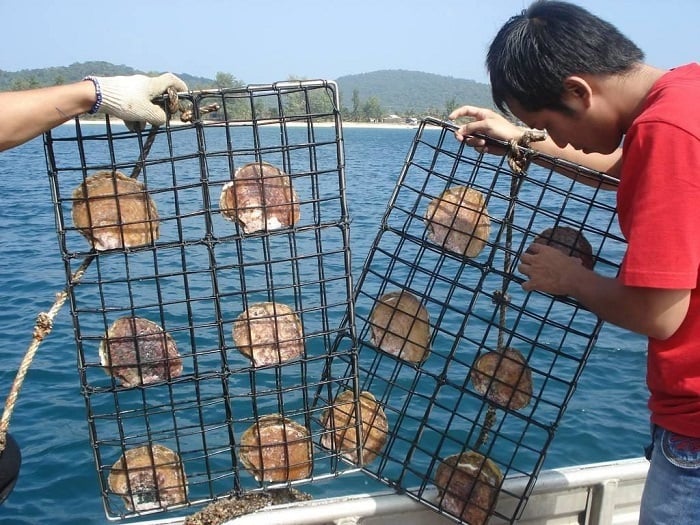 ngoc-trai-phu-quoc-mon-qua-quy-gia-cua-bien-xanh-3 (1)