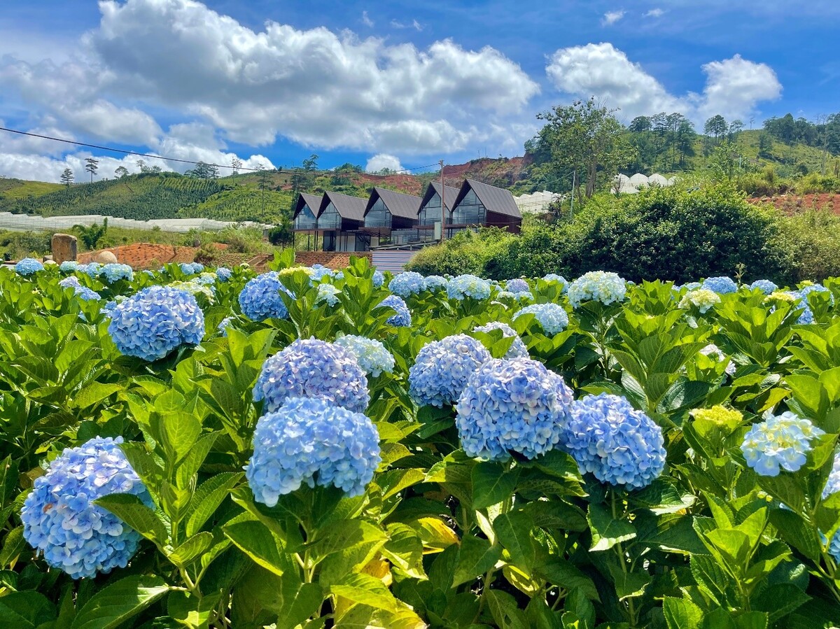 Đà Lạt