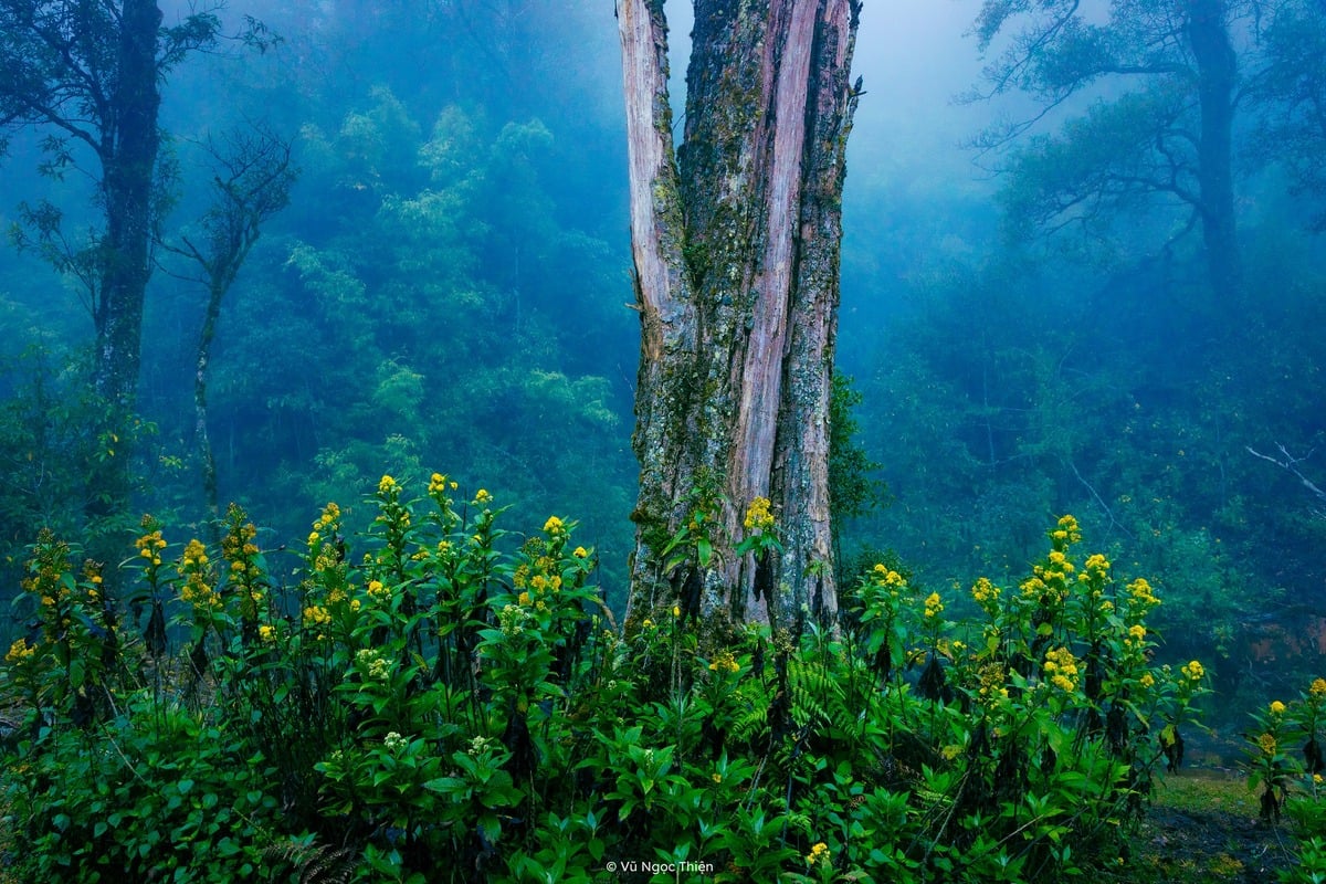 trekking-fansipan-2