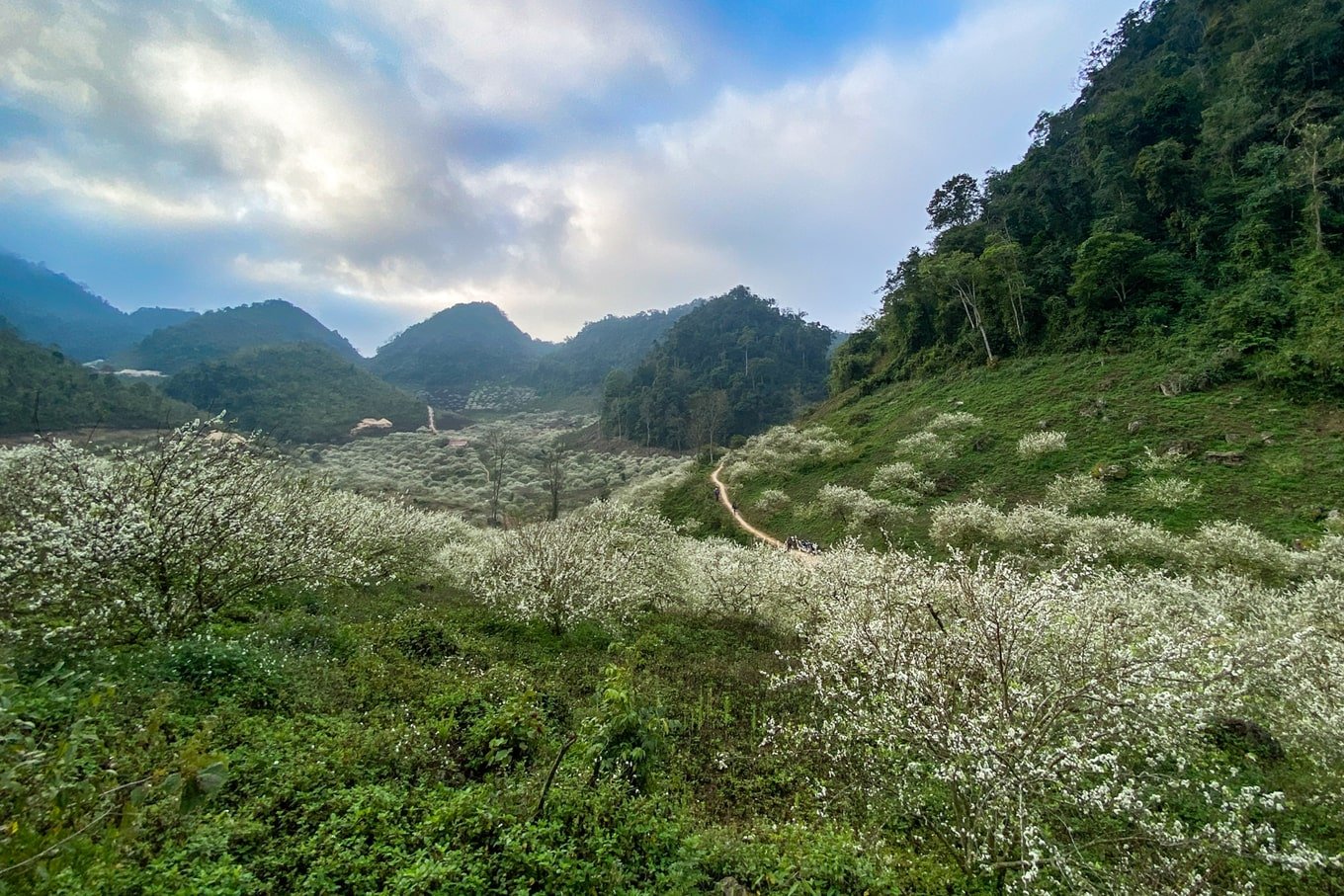 thung lũng mận Mu Náu Mộc Châu-2