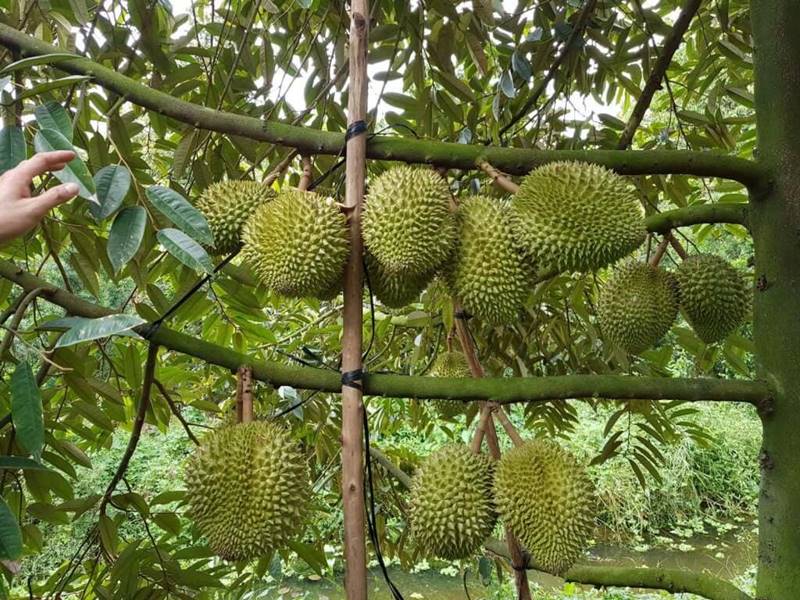 Khu du lịch vườn Ba Ngói Bến Tre-3