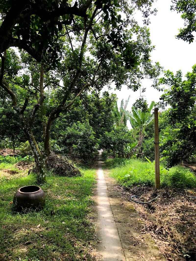 Khu du lịch vườn Ba Ngói Bến Tre-4