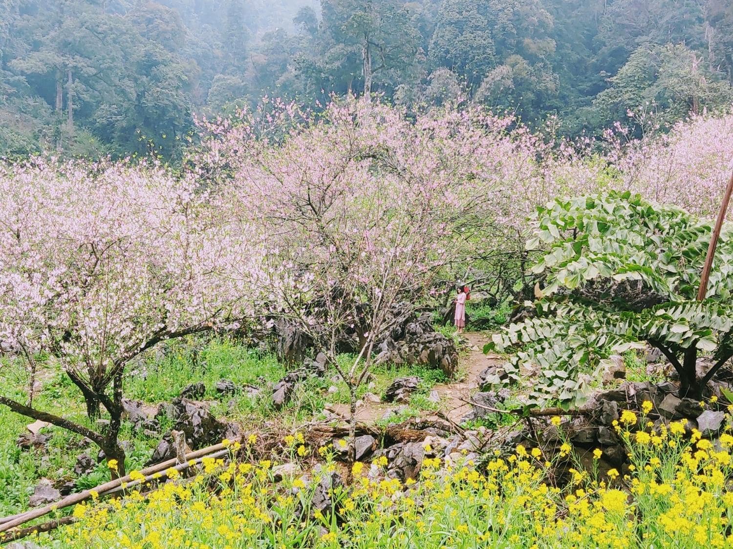 Bản Lóng Luông Mộc Châu