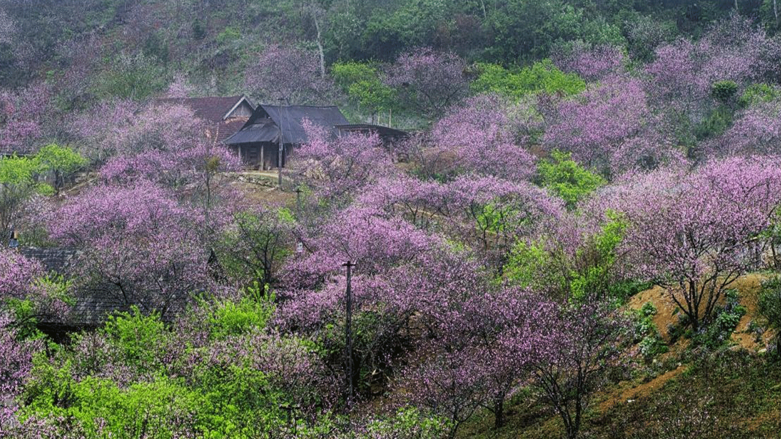 Bản Lóng Luông Mộc Châu-2