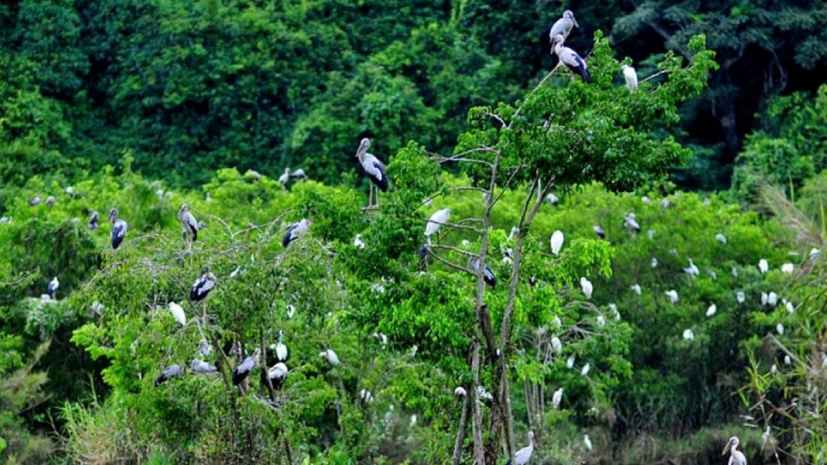 Vườn cò Tân Long - Khu bảo tồn thiên nhiên độc đáo ở Sóc Trăng - ảnh 2