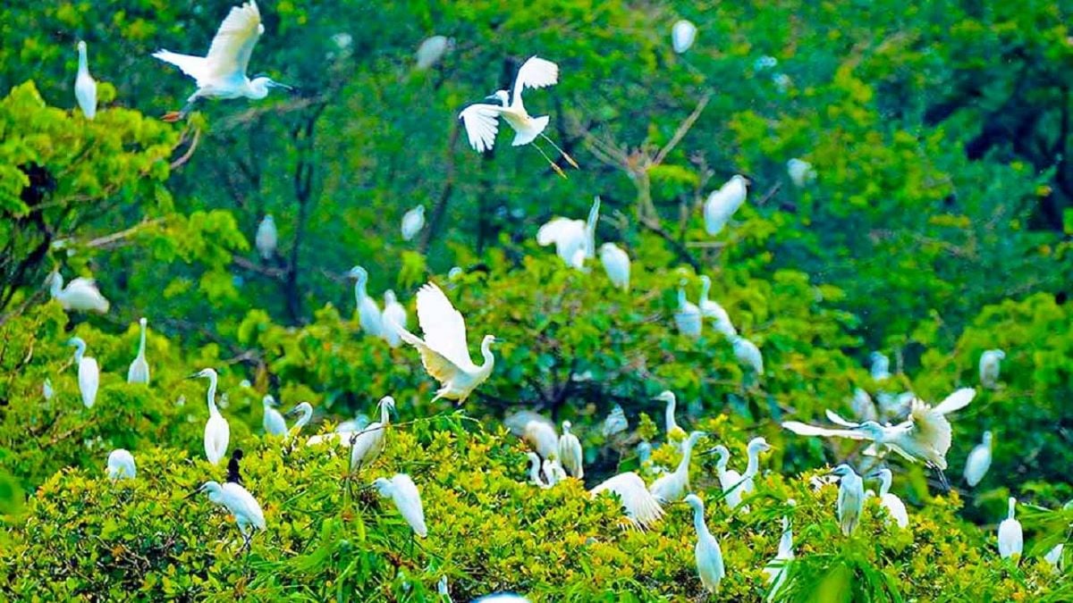 Vườn cò Tân Long - Khu bảo tồn thiên nhiên độc đáo ở Sóc Trăng - ảnh 3
