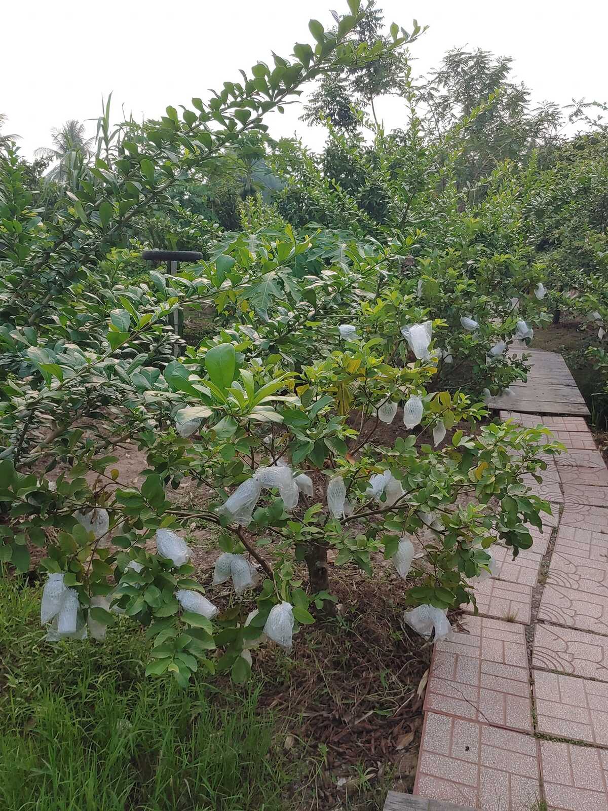 Khám phá khu du lịch Ba Láng - 'Ốc đảo xanh' giữa lòng Cần Thơ - ảnh 4
