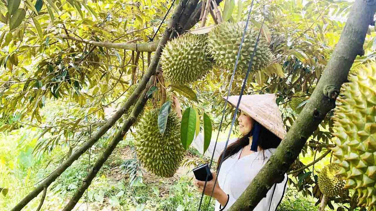 10+ khu du lịch sinh thái hấp dẫn nhất Cần Thơ hè 2025 - ảnh 6