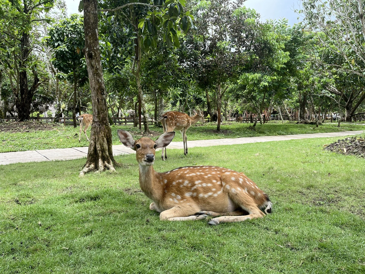 Check-in vườn Thú Eco Safari Cần Thơ: Điểm đến hấp dẫn cho gia đình đổi gió cuối tuần - ảnh 4