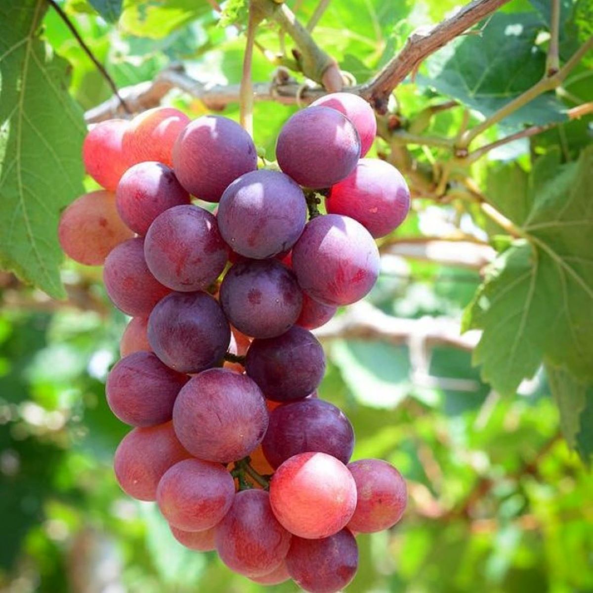 vuon-nho-phan-thiet-1
