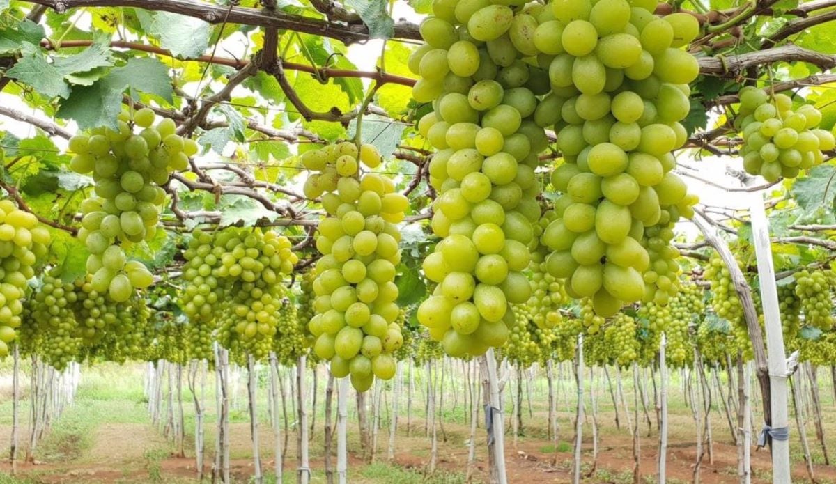 vuon-nho-phan-thiet