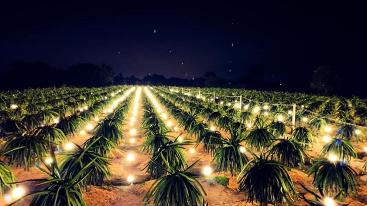 Vườn thanh long Bình Thuận về đêm: Thế giới ánh sáng huyền ảo đẹp mê hồn - ảnh 2