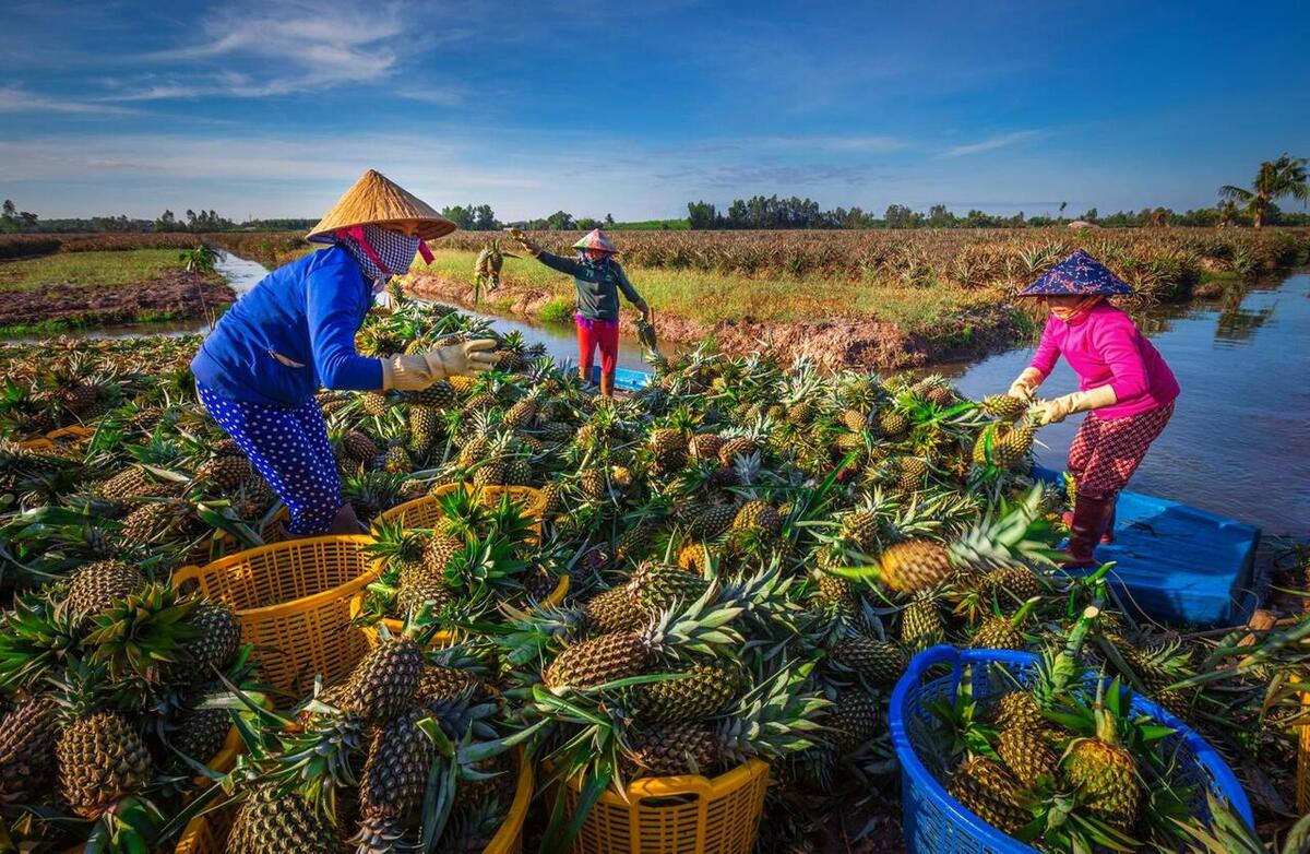 5 làng nghề truyền thống nổi tiếng Hậu Giang - ảnh 5