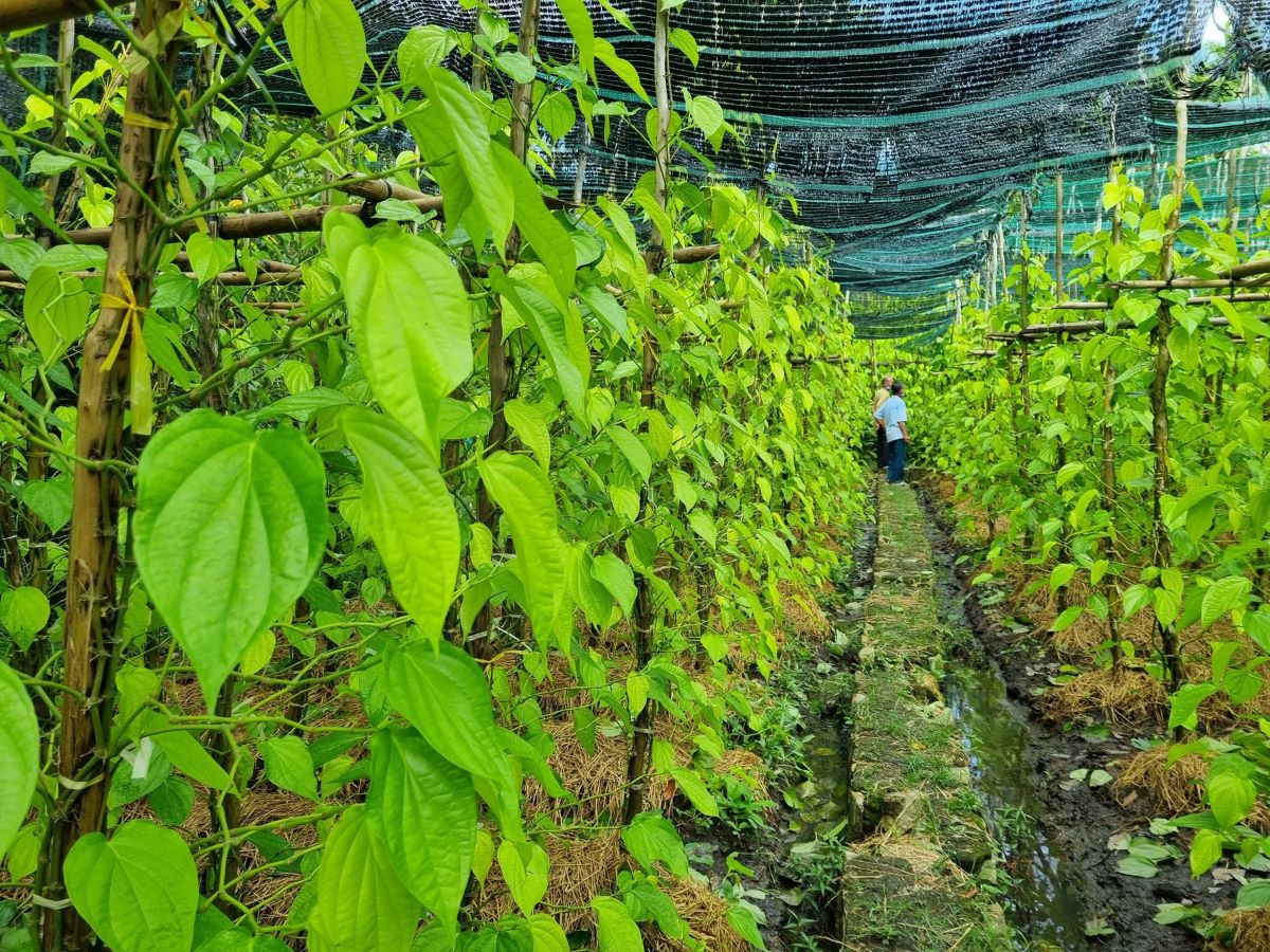 Làng trầu Vị Thuỷ - Làng nghề truyền thống độc đáo bậc nhất Hậu Giang - ảnh 2