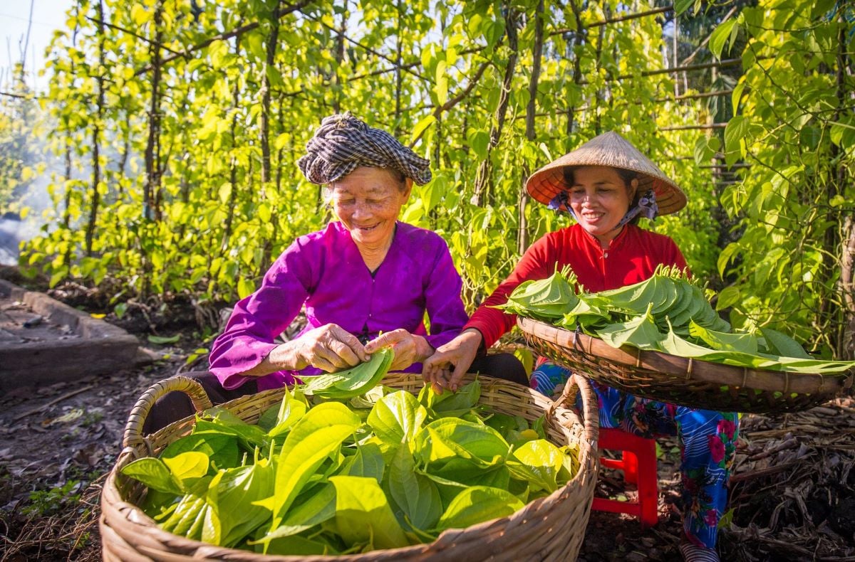Làng trầu Vị Thuỷ - Làng nghề truyền thống độc đáo bậc nhất Hậu Giang - ảnh 4