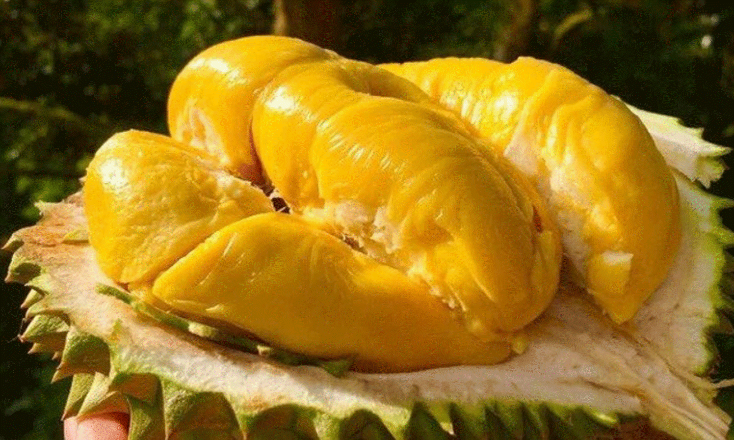 Thưởng thức sầu riêng Ngũ Hiệp Tiền Giang - Vị ngọt từ nông sản miền Tây - ảnh 2