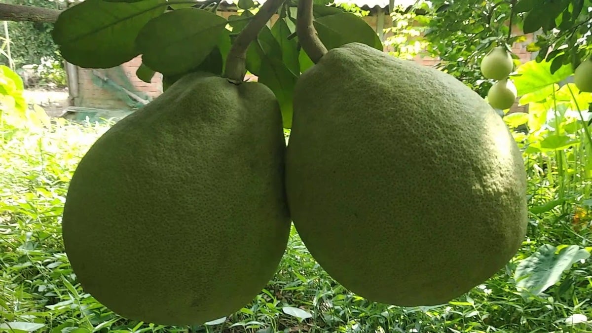 Điểm danh top 4 loại trái cây đặc sản của Hậu Giang - ảnh 1