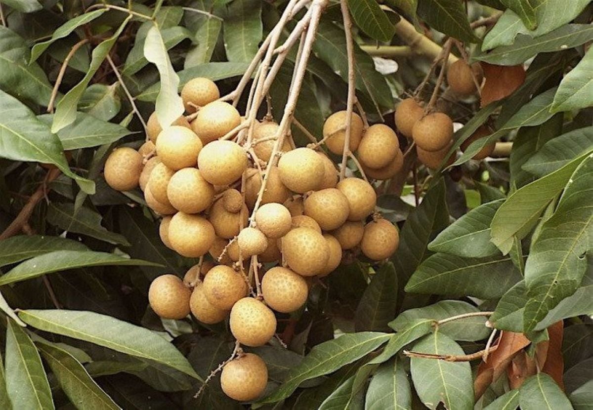 Top 4 trái cây đặc sản Đồng Tháp ngon trứ danh - ảnh 4