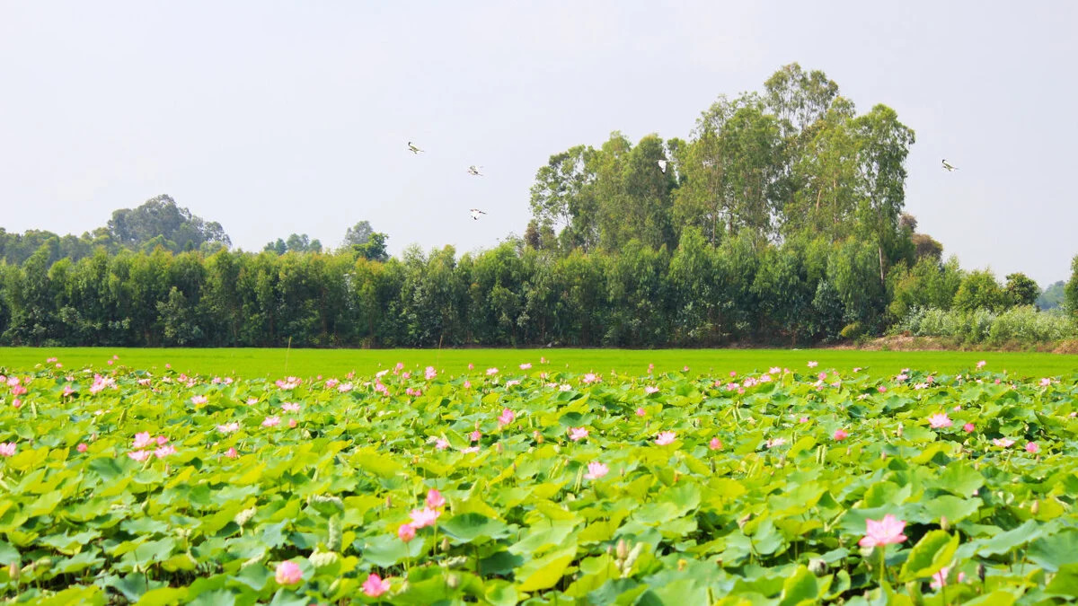 Sài Gòn đi Đồng Tháp bao nhiêu km? - ảnh 6