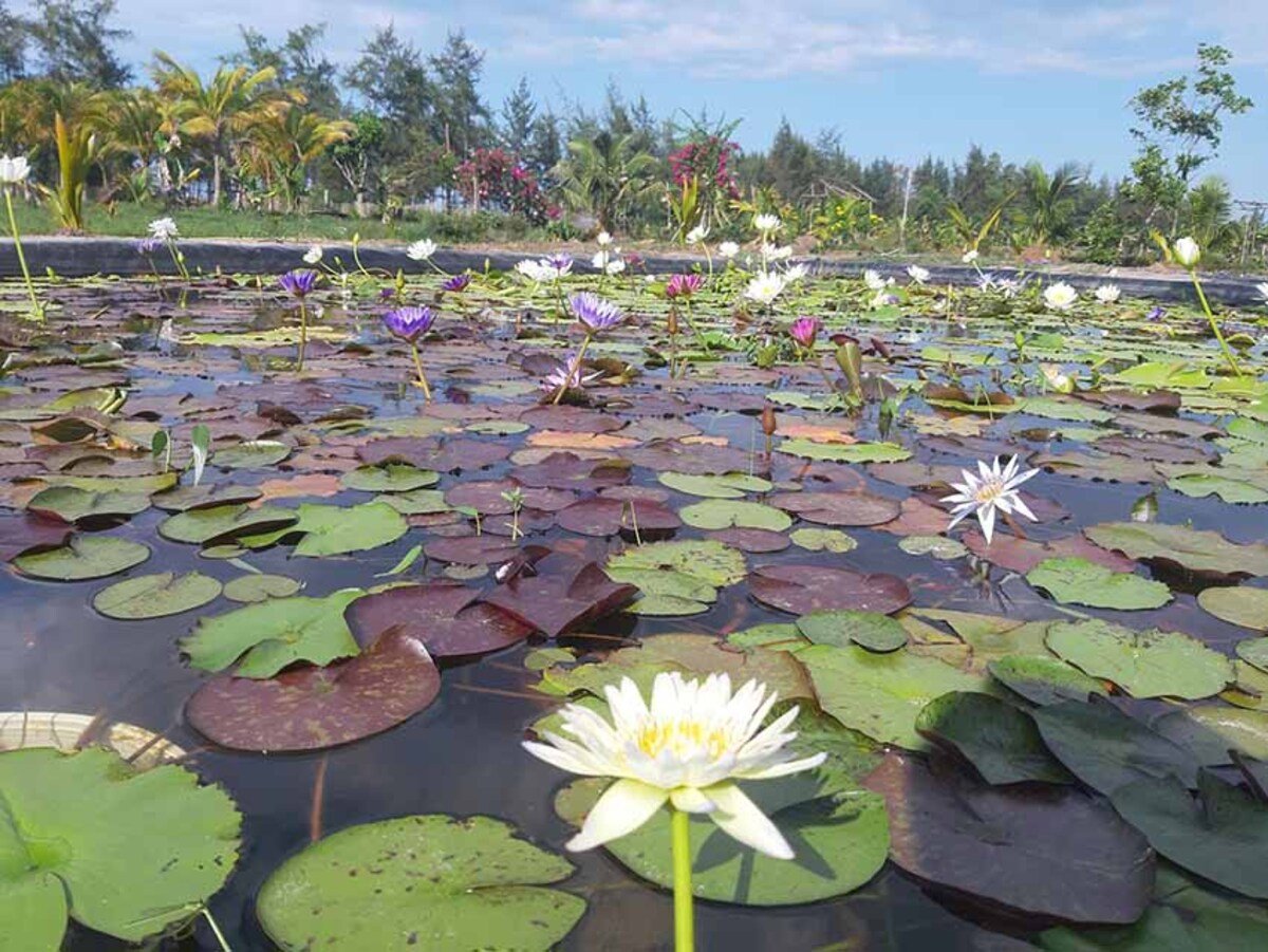 Khám phá vườn sinh thái Hoa Súng - Điểm du lịch hấp dẫn tại Cần Thơ - ảnh 4