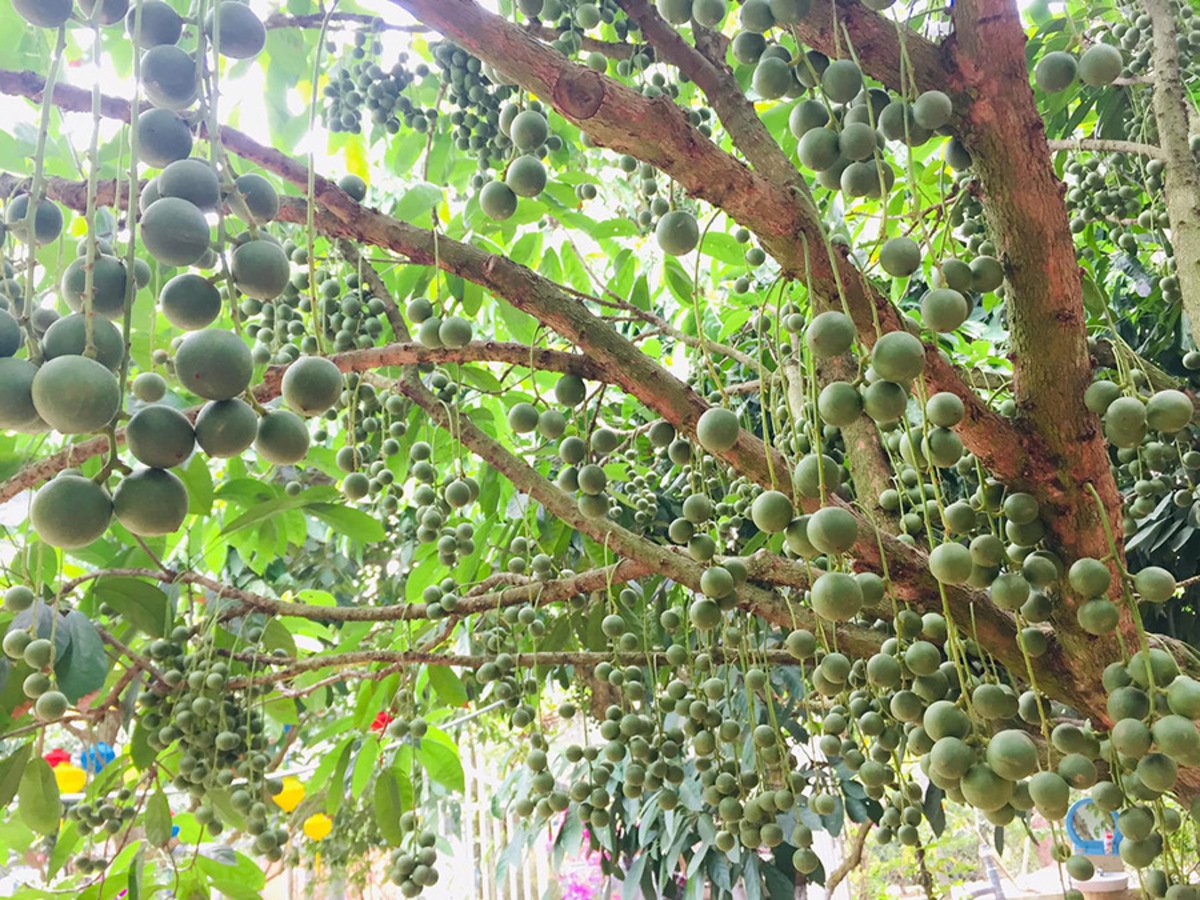 Khám phá top 5 vườn trái cây nổi tiếng nhất An Giang - ảnh 1