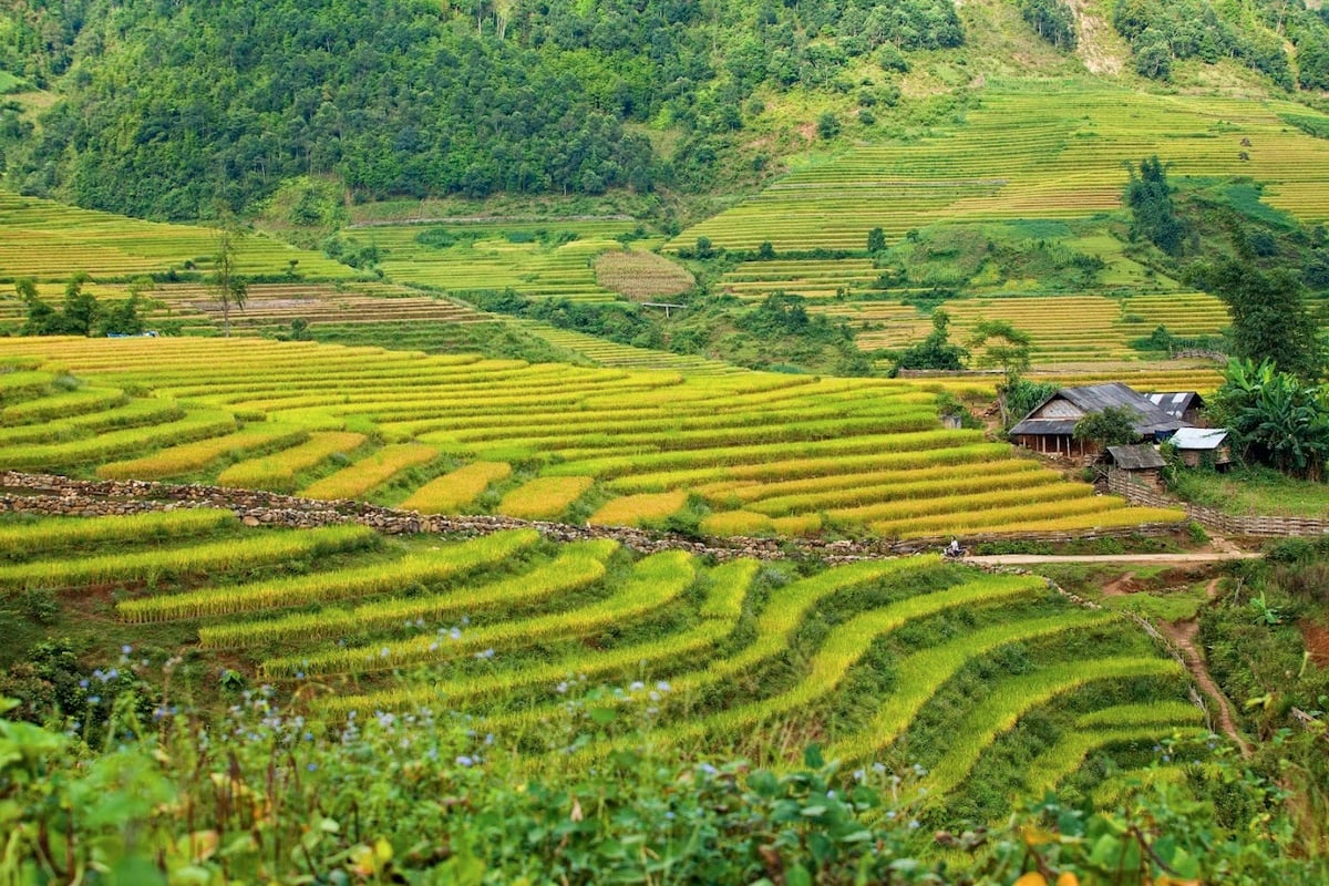 Top 10 ruộng bậc thang đẹp nhất Việt Nam: Những tuyệt tác “đẹp hơn tranh vẽ” - ảnh 10