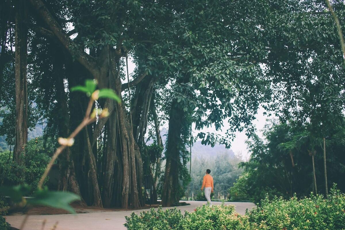 Du lịch Thung Nham 1 ngày: Hành trình khám phá “ốc đảo xanh” của vùng cố đô - ảnh 6