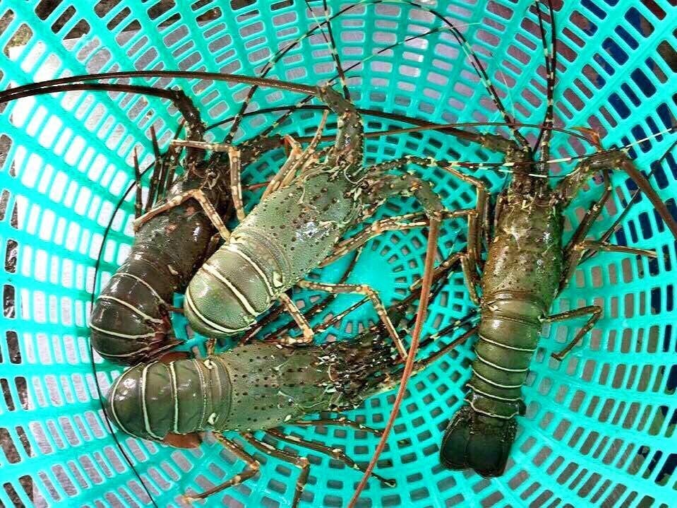 Ăn gì ở Sông Cầu - Phú Yên? Khám phá thiên đường ẩm thực đầy hấp dẫn - ảnh 2