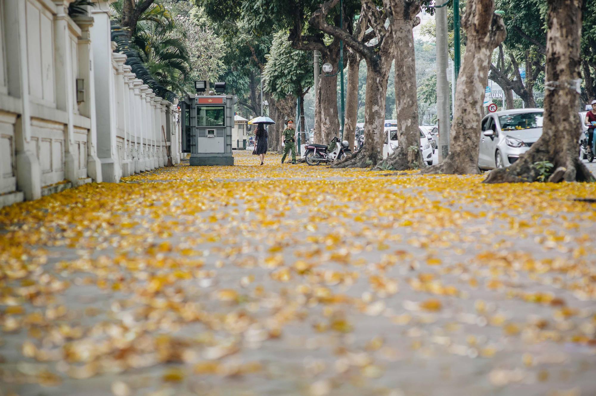 Một Hà Nội chậm rãi giữa mùa vàng tháng Năm (Ảnh: Hà Nội Fan)