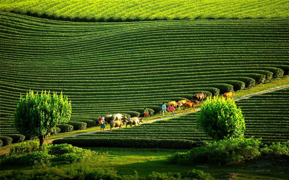 Du lịch hè 2025: Nên đi Sapa hay Mộc Châu? - ảnh 2