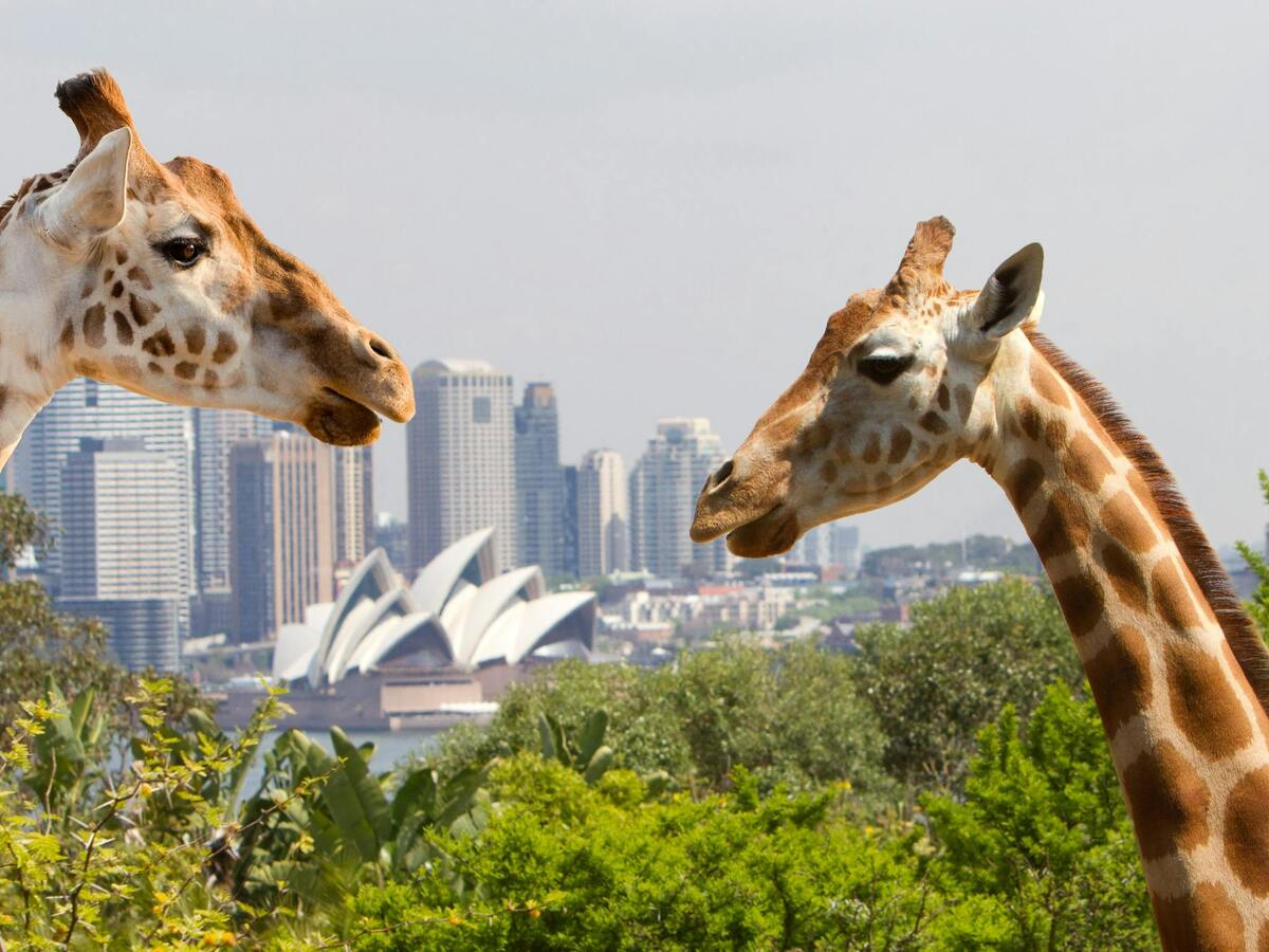 Taronga Zoo, Sydney. (Ảnh: Internet)
